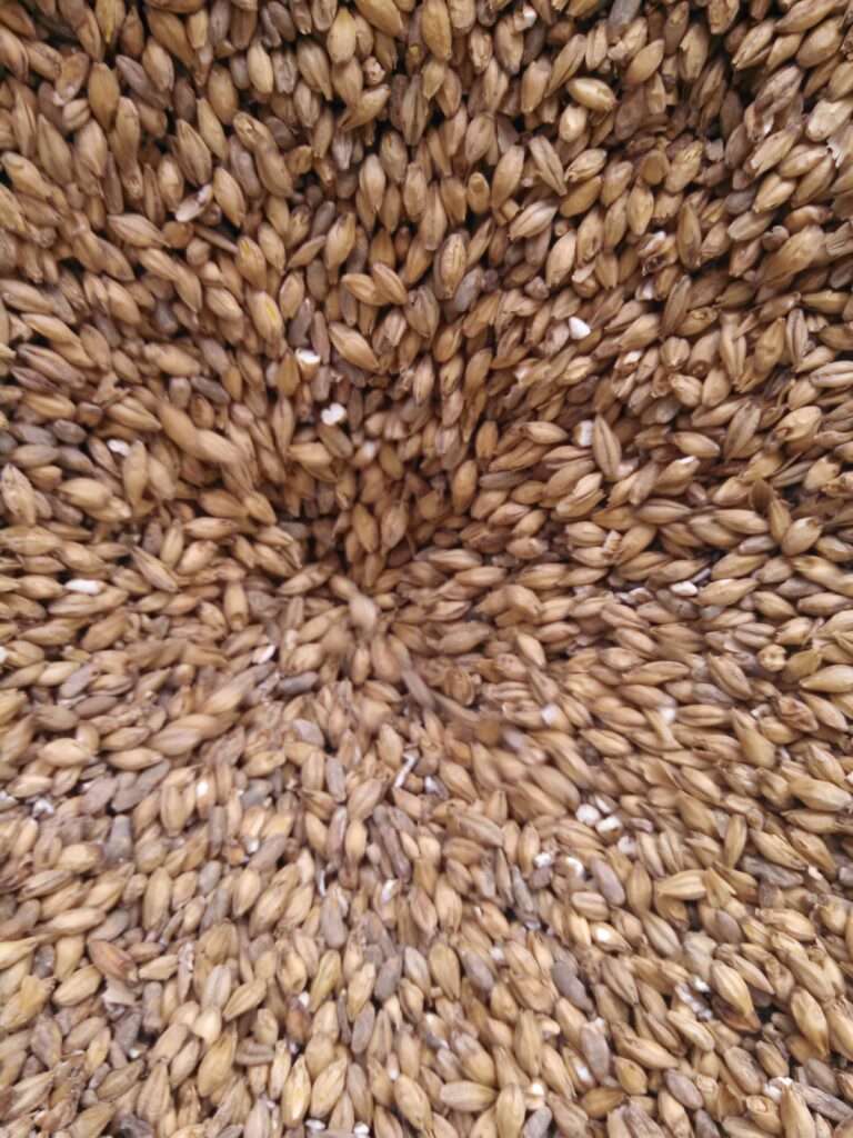 Bourbon Grains, Barley